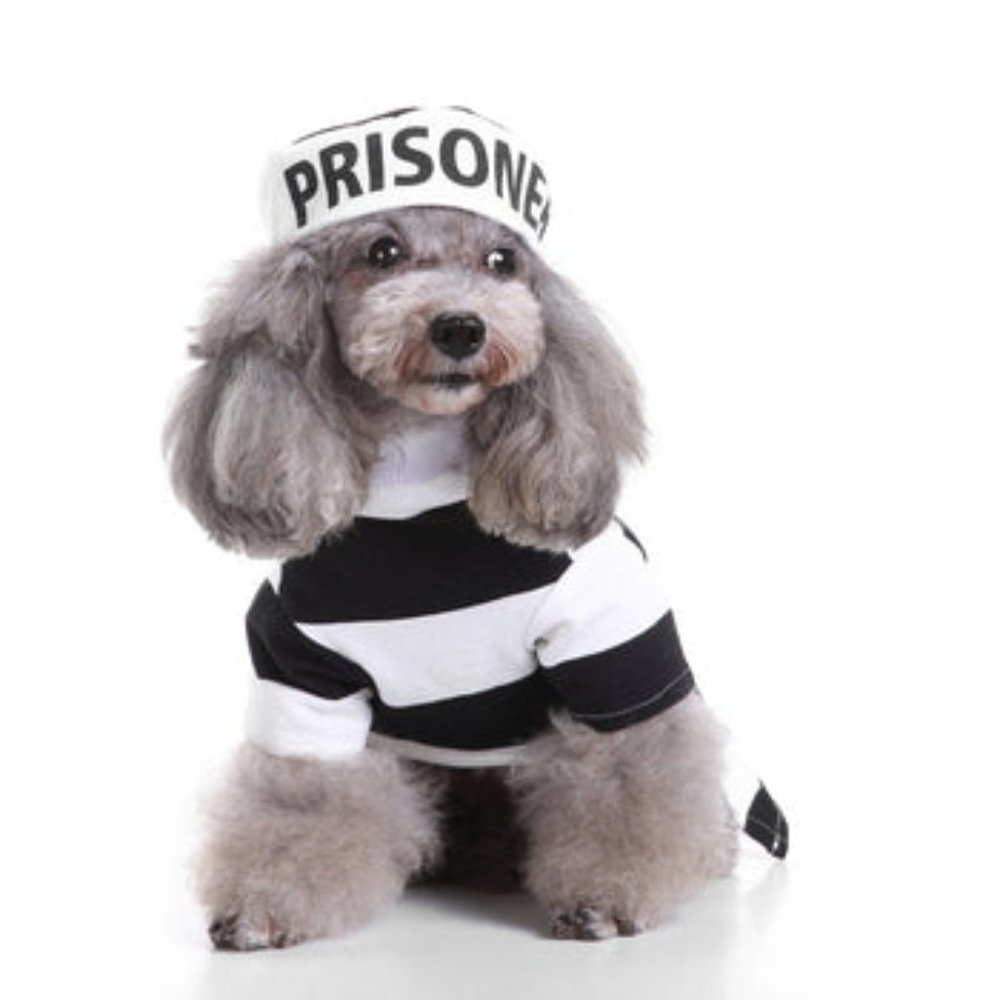 Pet Dog Pooch Prison Coat Hat Suit Clothes Dress Set Halloween Cosplay - Small - Picture 7 of 10